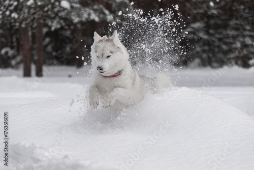 Powerful white-gray husky mid-jump through snow in winter forest, snow spray frozen mid-air. Perfect for motion, strength, and pet energy themes.