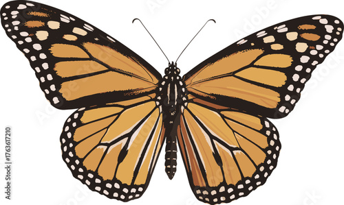 Beautiful close up of monarch butterfly with open orange black wings, detailed pattern, white background, macro photography, nature wildlife insect image