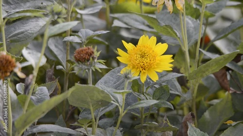 Wallpaper Mural Gelbe Blume im Grünen Torontodigital.ca