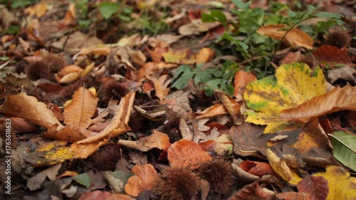 Forest Autum Fall season leaves and horsechesnut seeds on woodland floor