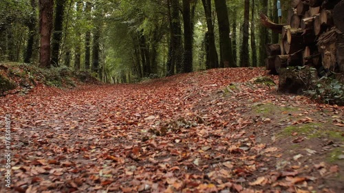 Autum Fall golden orange leaves forest path stabilised tracking shot