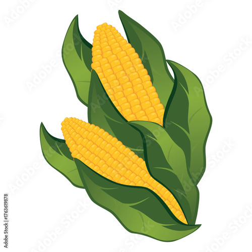 Realistic cobs of corn on a white background - Vector illustration
