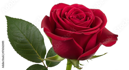 Single red rose with green leaf isolated on transparent background, closeup view