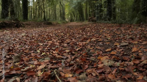 Forest path covered with golden brown autumn season Fall leaves