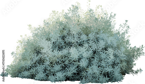 Silver sagebrush shrub with dense silvery-green foliage isolated on white background, natural desert plant used for landscaping and botanical design