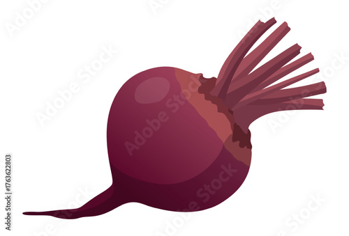 Realistic ripe fresh beetroot against white background - Vector illustration