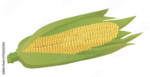 Realistic cobs of corn on a white background - Vector illustration