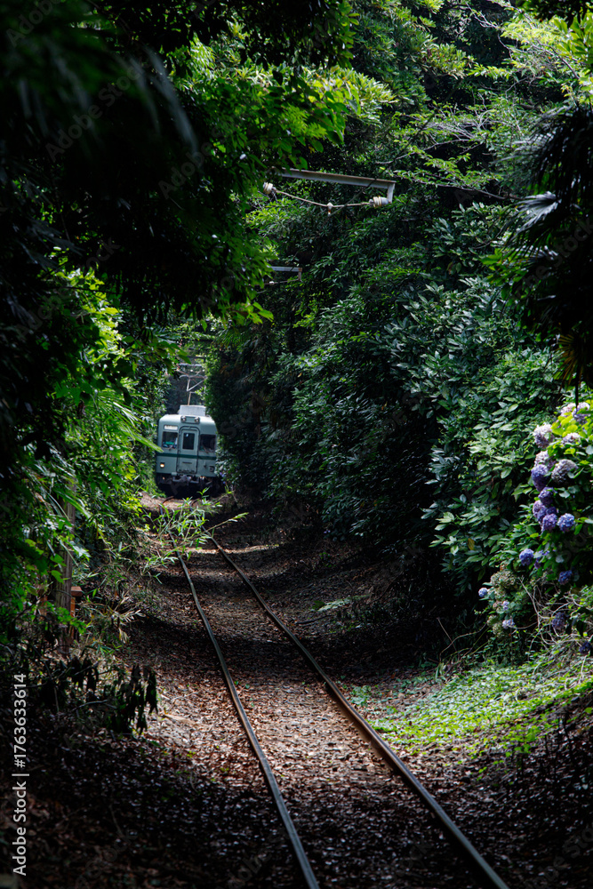 Fototapeta premium Local Train Passing Through Forest Tunnel in Motochoshi, Chiba, Japan