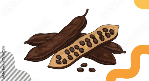 Carob pods illustration: a close-up of the carob fruit.