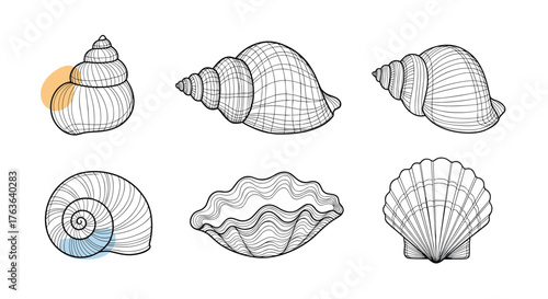 Detailed illustration of various seashells showcasing intricate designs.