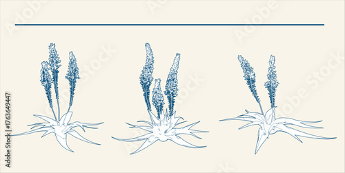 Bulbine latifolia trees botanical illustration, a visually aesthetic presentation of plant life, perfect for educational resources or vintage-inspired design projects