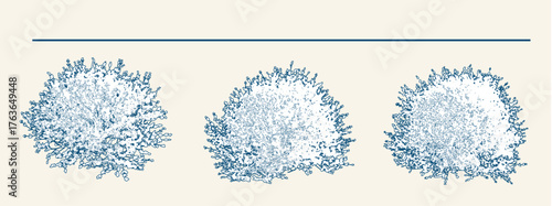 Elegant boxwood sempervirens suffruticosa trees for landscape architectural drawings, classic garden design elements for creating beautiful and timeless outdoor spaces