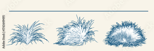 Detailed carex praegracilis illustrations, perfect for landscaping plans, architectural designs, or botanical studies, providing visual depth and naturalistic touch to any project