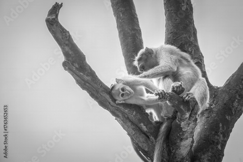 Photography Monkey Care