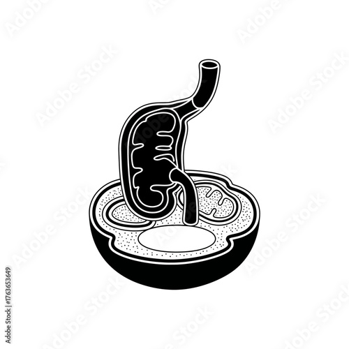 Anatomical illustration of a stomach inside a cross-sectioned fruit, highlighting digestive processes