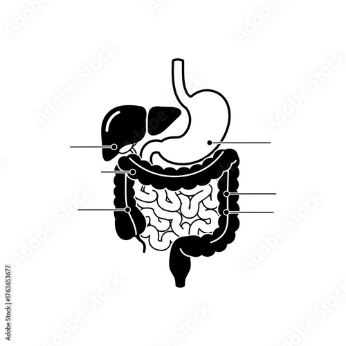 Anatomical illustration of the human digestive system showcasing organs like stomach and intestines