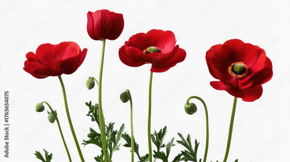 Naklejka premium Vibrant Red Anemone Flowers in Elegant Arrangement on White Background