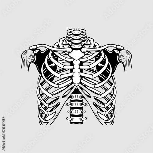 Detailed anatomical illustration of a human ribcage showcasing skeletal structure and alignment