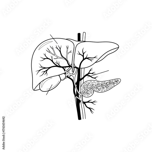 Detailed anatomical illustration of a liver and gallbladder with intricate vascular structures