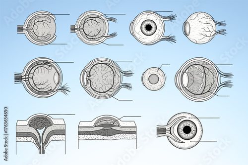Detailed anatomical illustrations of the human eye, showcasing various perspectives and structures