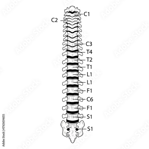 Detailed anatomical illustration of the human spine, labeled vertebrae segments for educational purposes