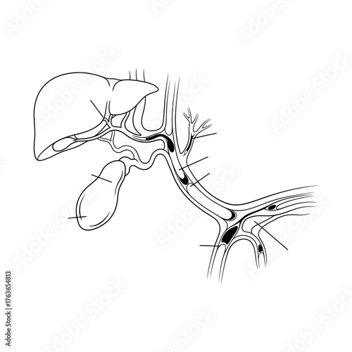 Detailed anatomical illustration of the liver and bile ducts, showcasing intricate structures and connections