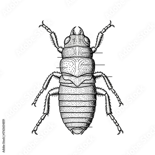 Detailed illustration of a bug showcasing anatomical features and structure, suitable for educational use