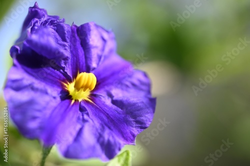 purple iris flower