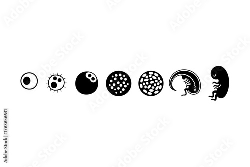 Evolution of cellular forms illustrated through abstract representations of life stages and growth