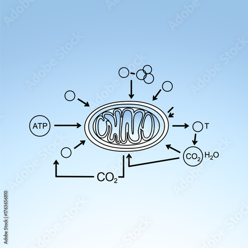 Diagram illustrating cellular respiration process in mitochondria, showcasing ATP production and gas exchange