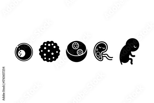 Illustrative sequence of cellular development stages from bacteria to embryo, showcasing biological growth