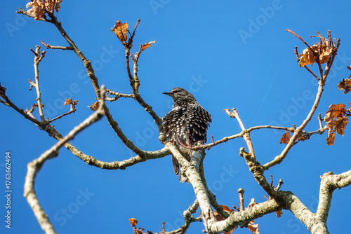 the common starling or European starling Stumus vulgaris perched in a tree with blue sky in the background