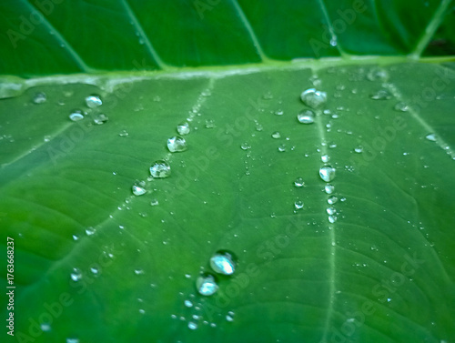 green taro leaf with water drops after rain
