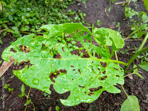 Eggplant leaves eaten by caterpillars and pests