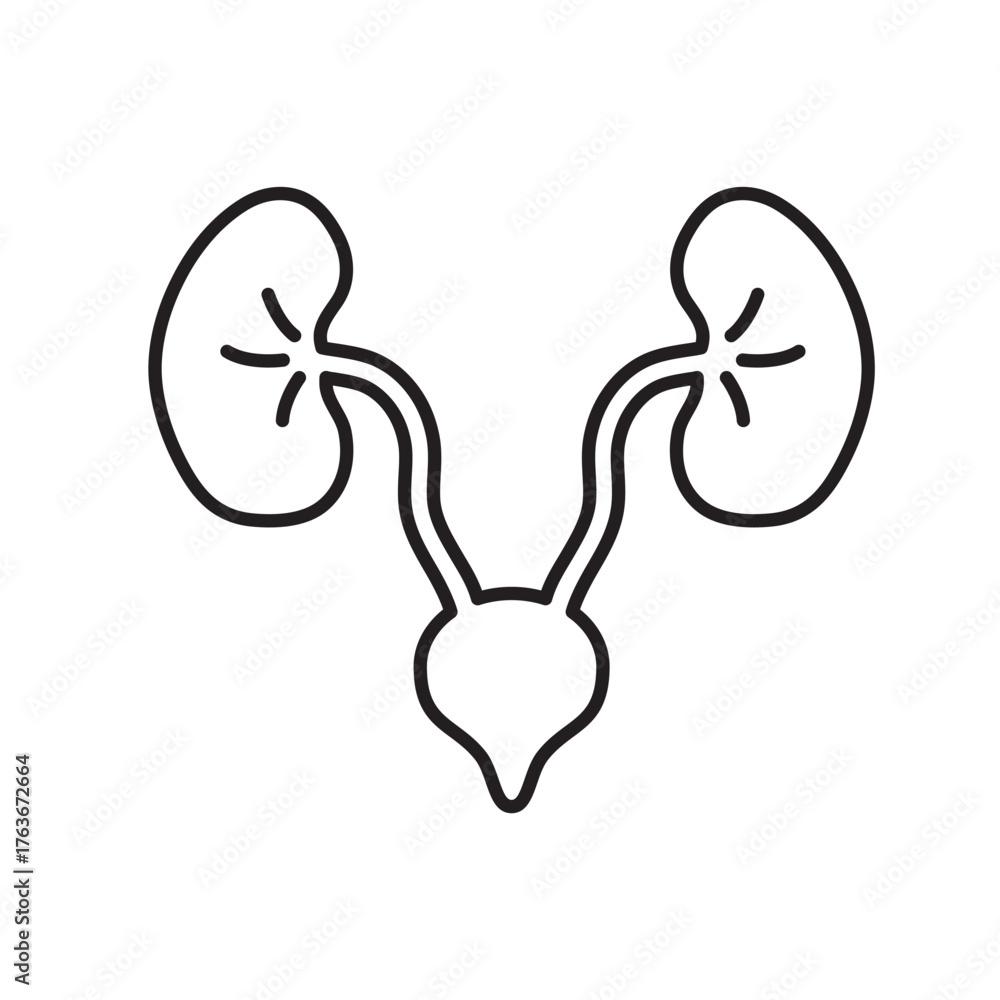 Fototapeta premium kidney icon vector healthy sign web design 