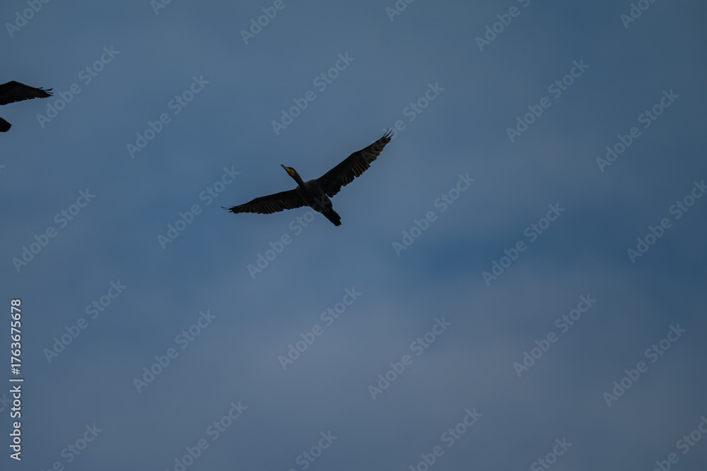 Fototapeta premium Bird in Flight Silhouette Against Muted Blue Sky