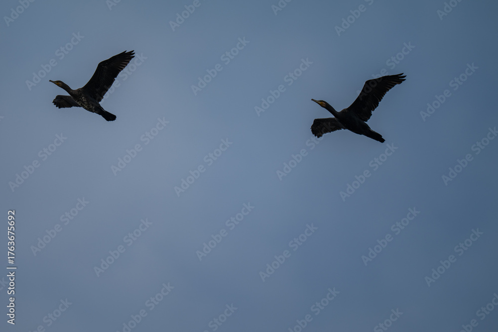 Fototapeta premium Pair of Soaring Cormorants Against a Clear Blue Sky