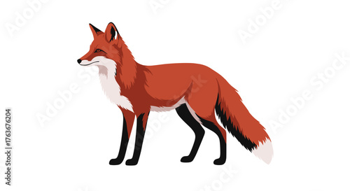 Red Fox Standing Proudly Against White Background.
