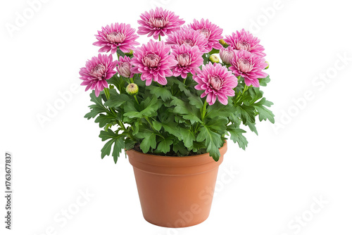 Wallpaper Mural Potted Pink Chrysanthemum with Green Leaves Isolated on White Background. Blooming Pink Chrysanthemum Flower in Pot png Torontodigital.ca