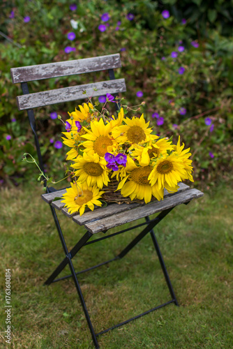 flowers - sunflowers and geranium in a basket on chair in the garden