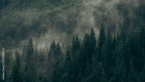 Tableau sur toile Editorial images of the Carpathian Mountains in Ukraine, showing dense pine forests, mist, and lush greenery
