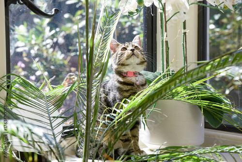 Young cat playing indoors in a family home interior the kitten is hiding behind a house plant near the window