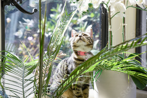 Young cat playing indoors in a family home interior the kitten is hiding behind a house plant near the window