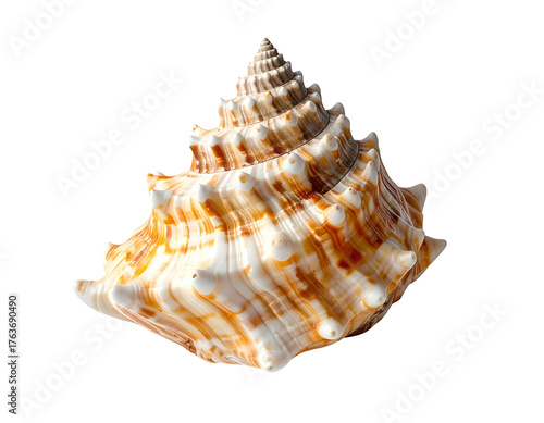 Ornate seashell with brown, white, and orange hues, sharply spiraled