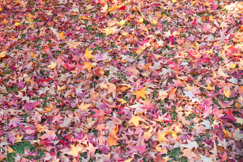 The arrival of autumn and its reddish colors