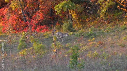Roe Deer in natural ambient, escape (Capreolus capreolus) - (4K)
