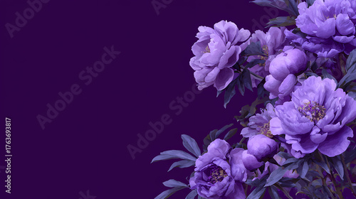 Background of purple peony flowers in bloom on dark purple background with copy space.