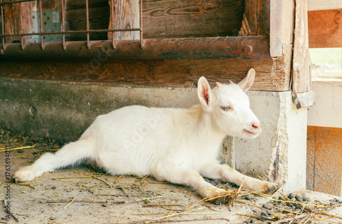 家畜舎で休むヤギの子供、子ヤギ