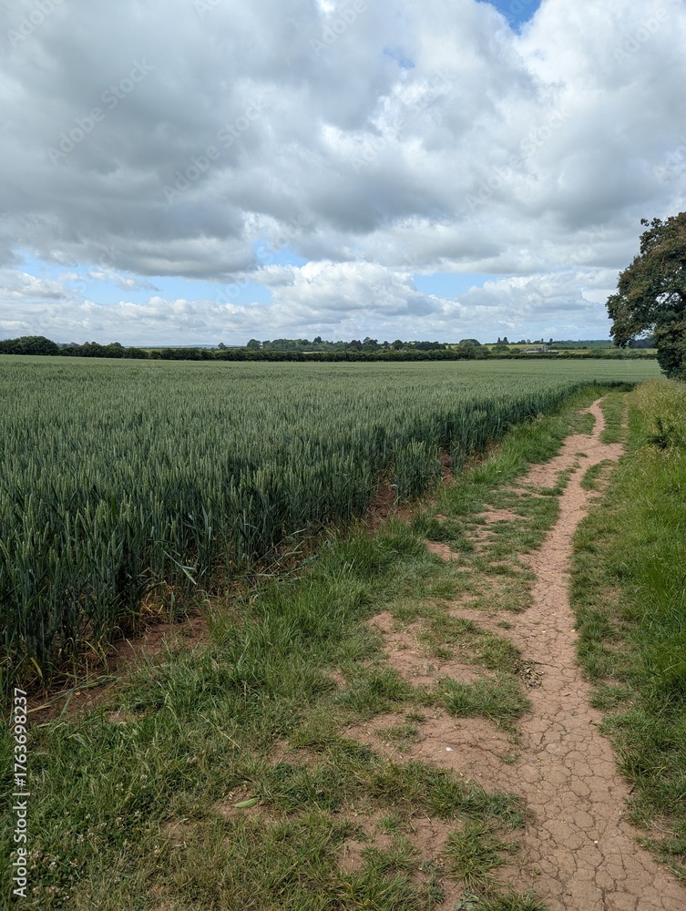 Obraz premium Path through fields of crops