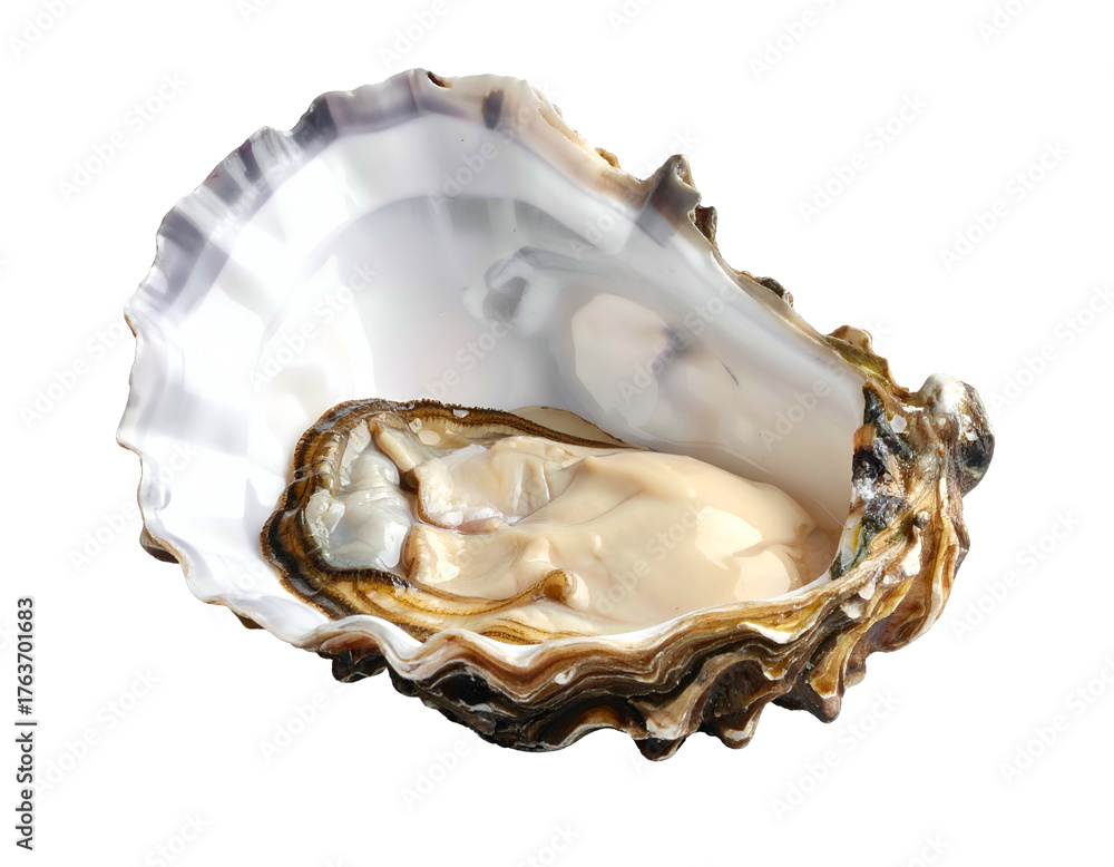 Naklejka premium Open oyster with creamy flesh nestled within shell, isolated on black background